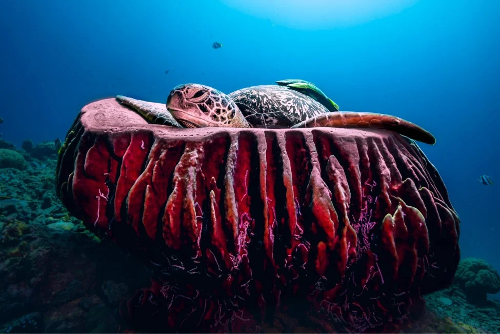 Placeholder — photograph of a certified diver needed